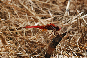 Sympetrum sanguineum